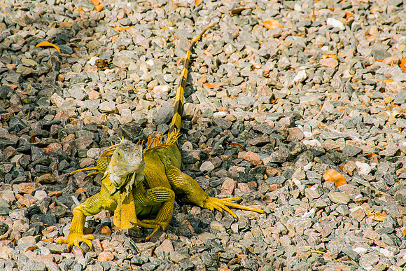 Key West-11