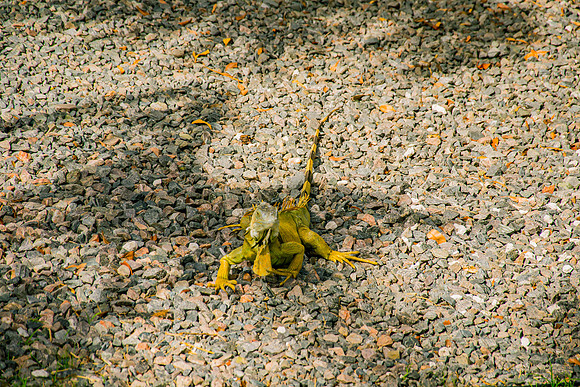 Key West-12