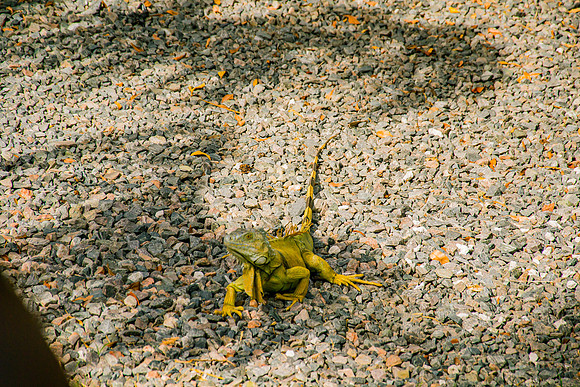 Key West-13